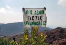 Kaz Dağları’nda madencilik iznine durdurma kararı